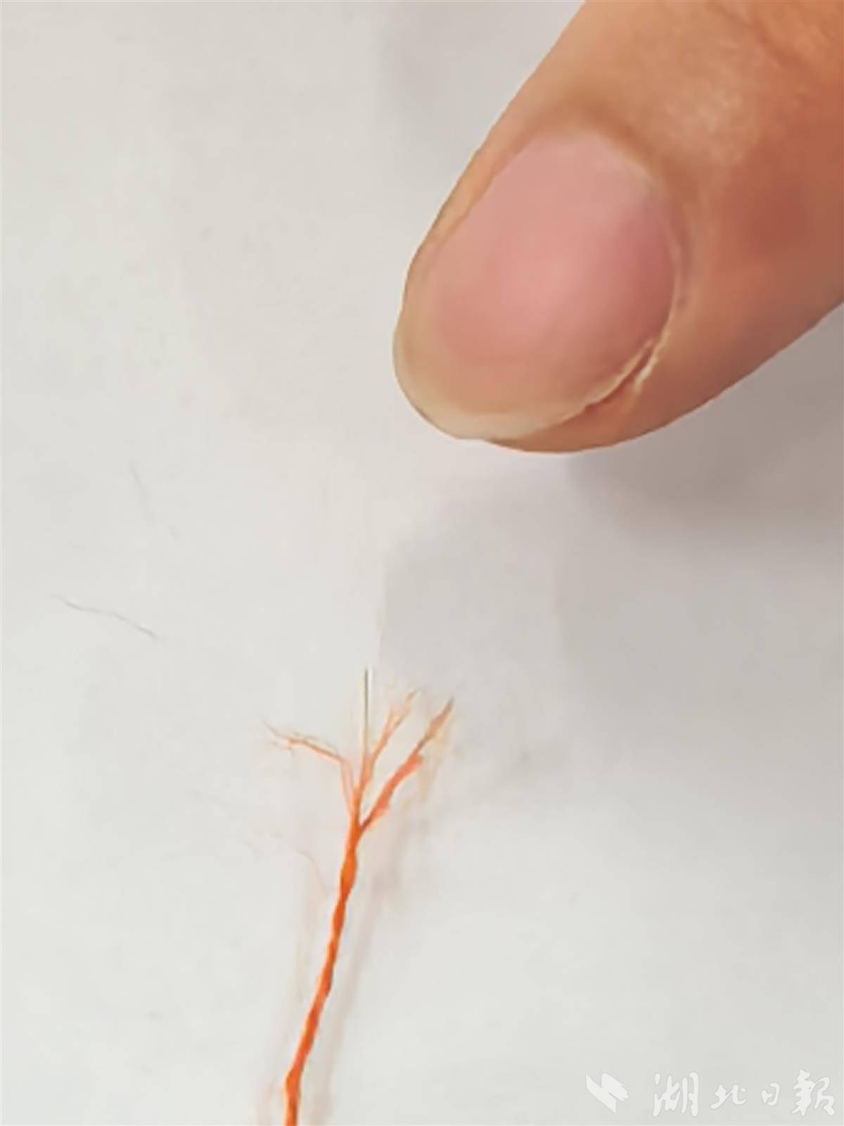 威廉希尔体育